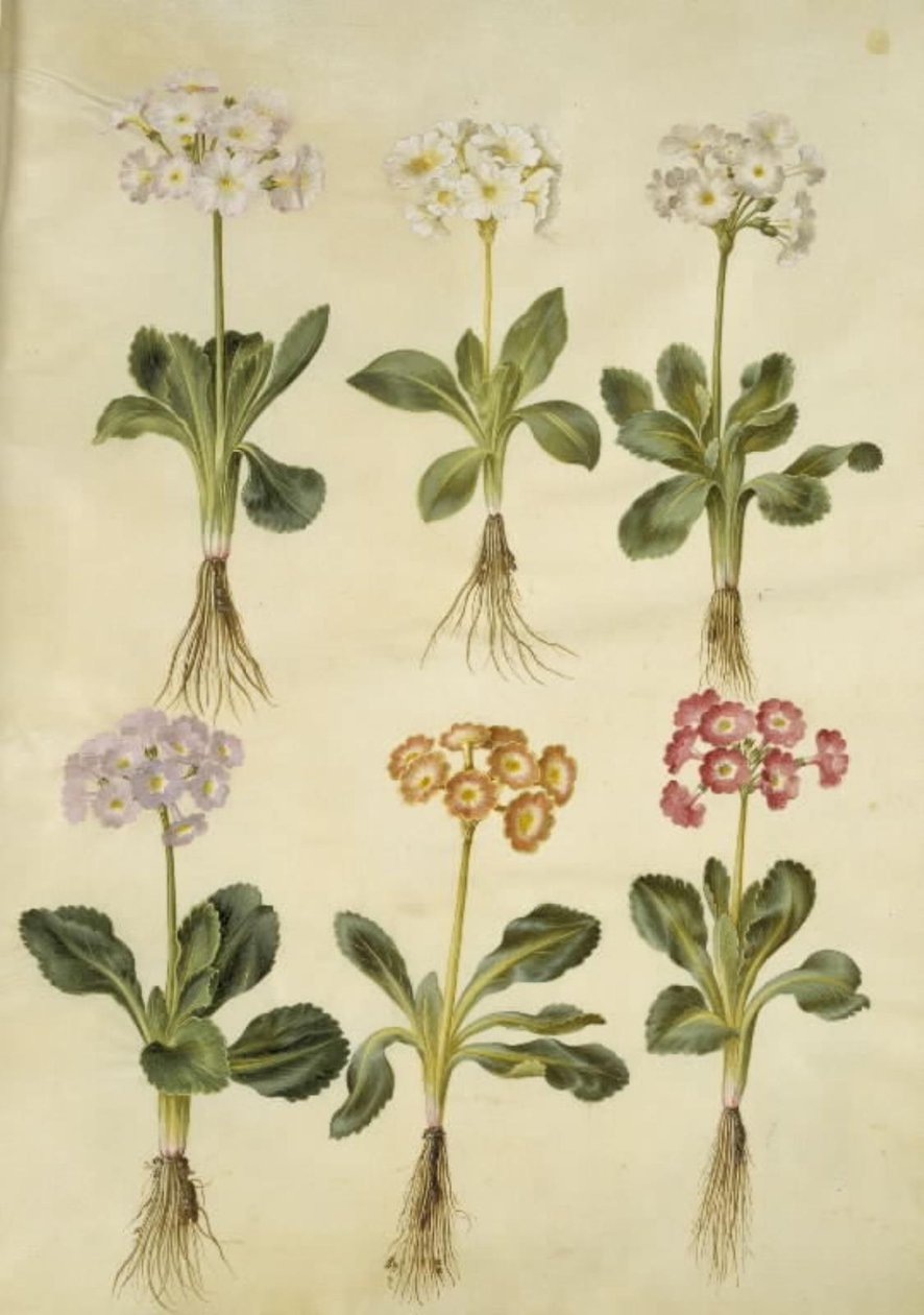 Primula × pubescens (أذن الحديقة) بواسطة هانز سيمون هولتزبيكر