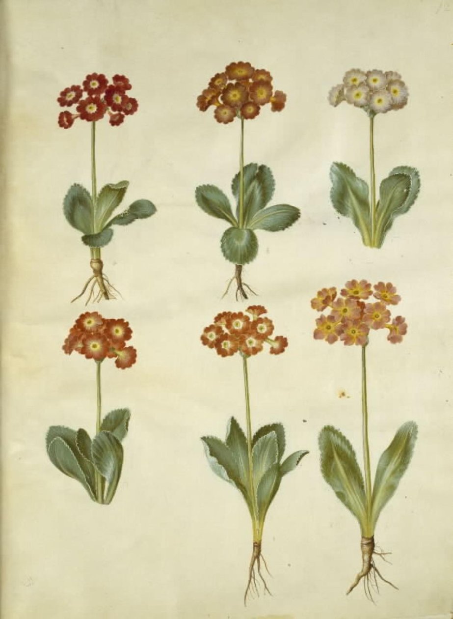 Primula × pubescens (أذن الحديقة) بواسطة هانز سيمون هولتزبيكر