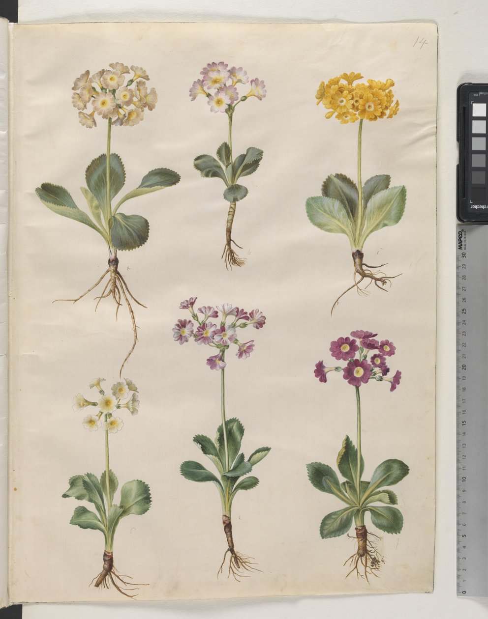 Primula × pubescens Wulfen (have-auricula) بواسطة هانز سيمون هولتزبيكر