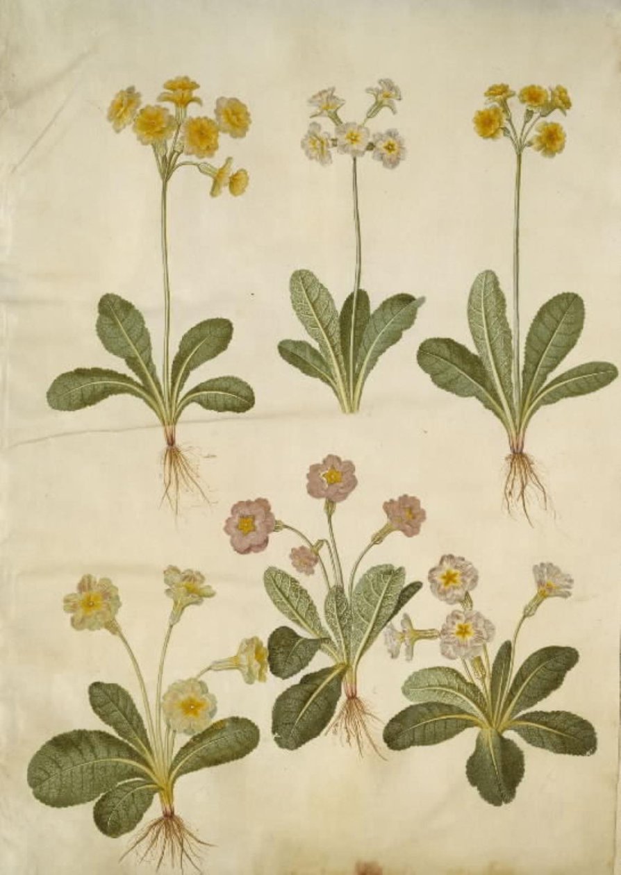 بريمولا فيريس (اللوبيا الهجينة ذات العنق المجوف) ؛ Primula vulgaris (هجين لوبيا كبيرة مزهرة) بواسطة هانز سيمون هولتزبيكر