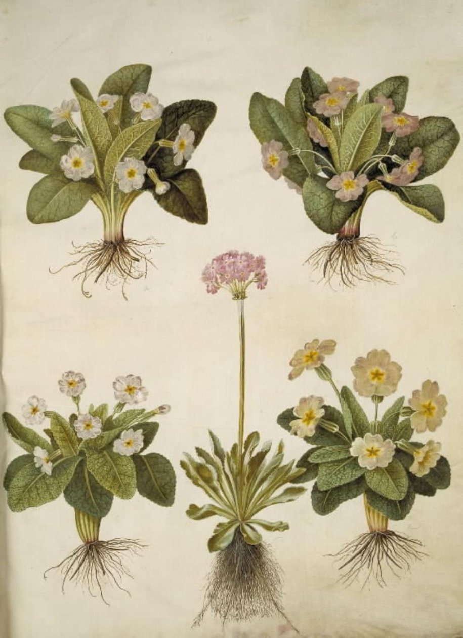 Primula vulgaris (هجين من زهرة الربيع الكبيرة المزهرة) ؛ بريمولا فارينوسا (تزدهر اللوبيا) بواسطة هانز سيمون هولتزبيكر