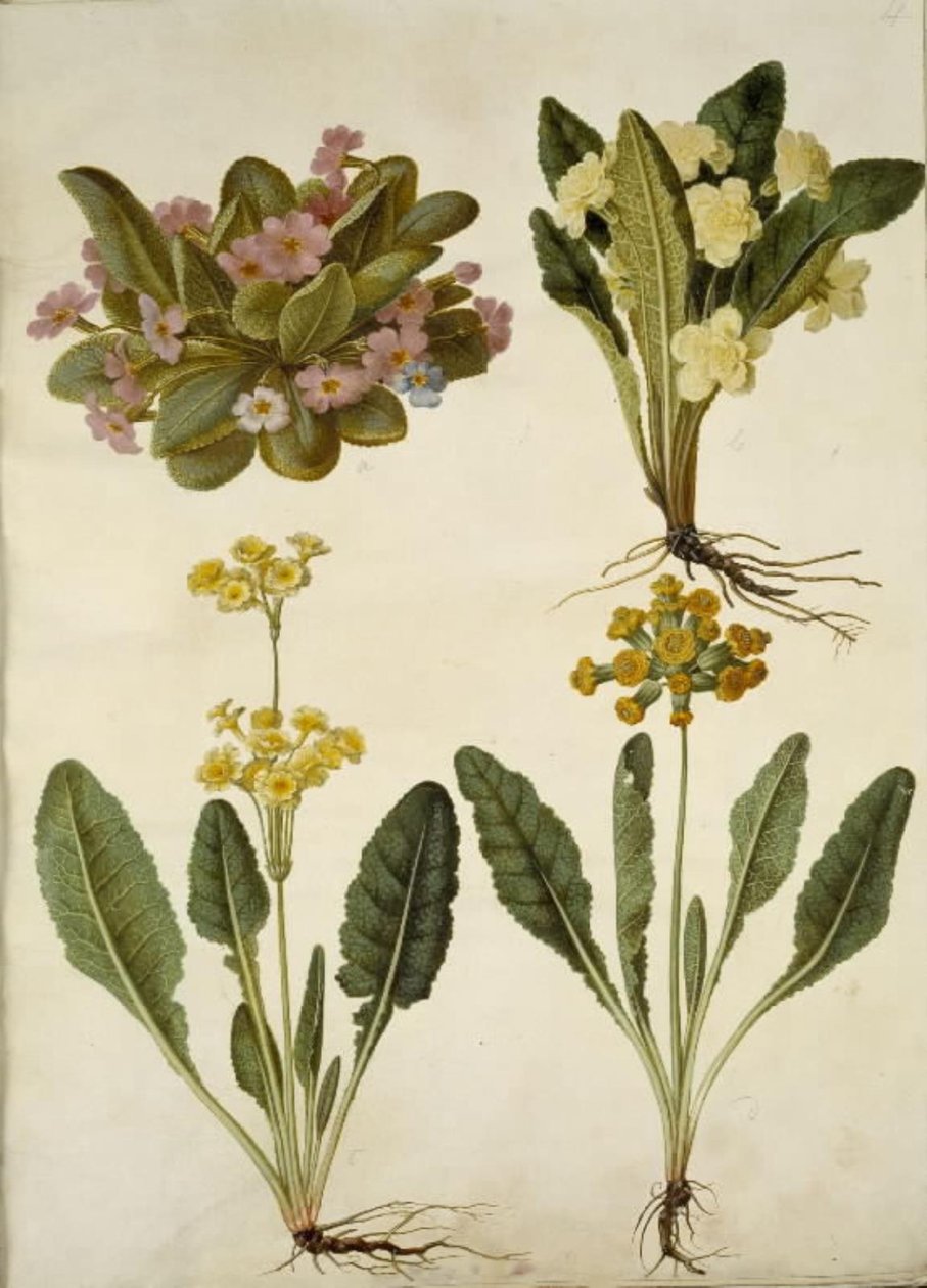 بريمولا فولغاريس (كرنفال كرنفال) ؛ Primula vulgaris (هجين من زهرة الربيع الكبيرة المزهرة) ؛ Primula veris (اللوبيا الهجينة ذات العنق المجوف) بواسطة هانز سيمون هولتزبيكر