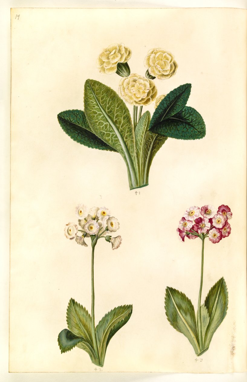 بريمولا فولغاريس (زلابية كبيرة مزهرة) ؛ Primula × pubescens (أذن الحديقة) بواسطة هانز سيمون هولتزبيكر