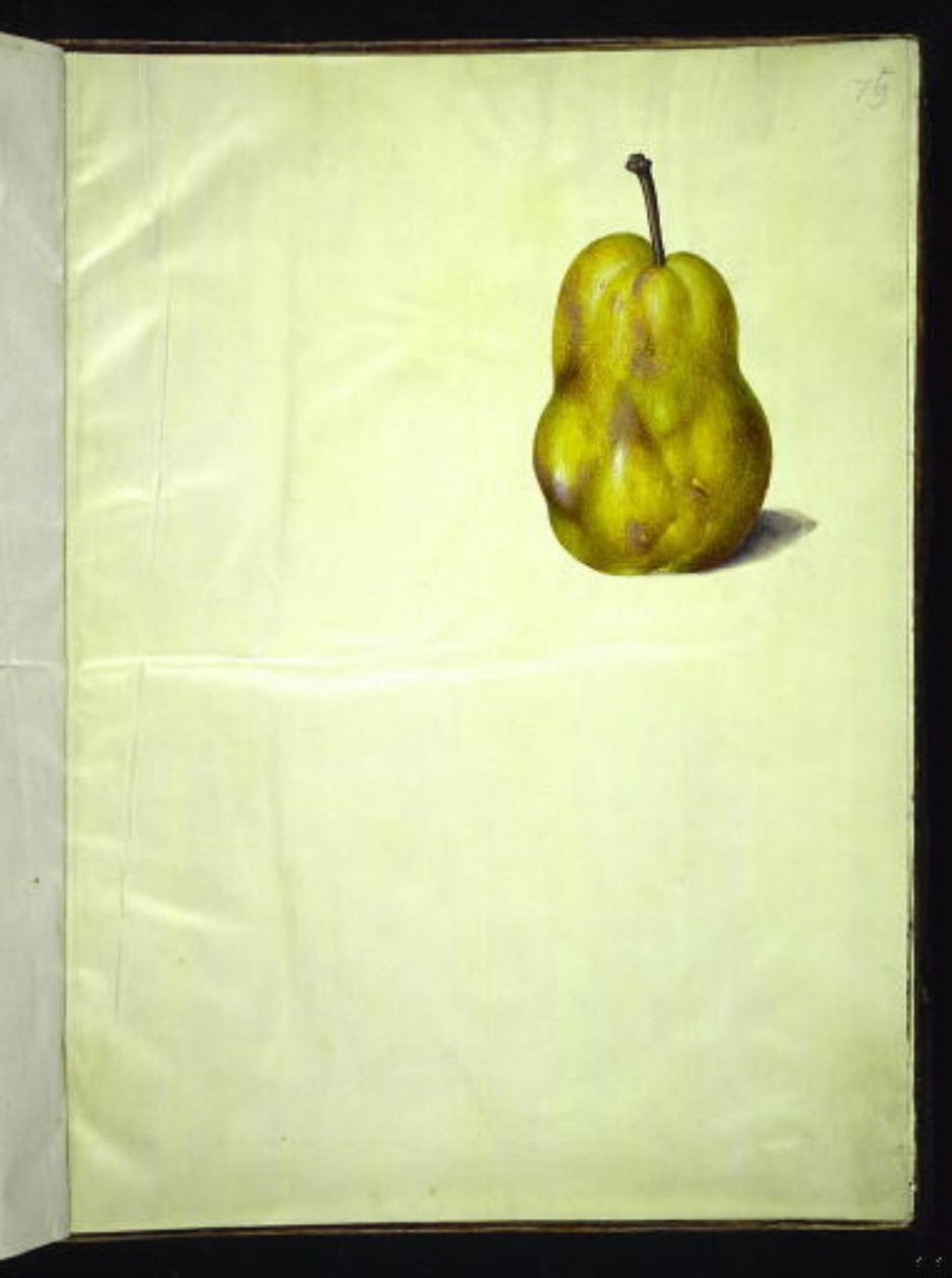 Pyrus communis (الكمثرى المشتركة) بواسطة هانز سيمون هولتزبيكر