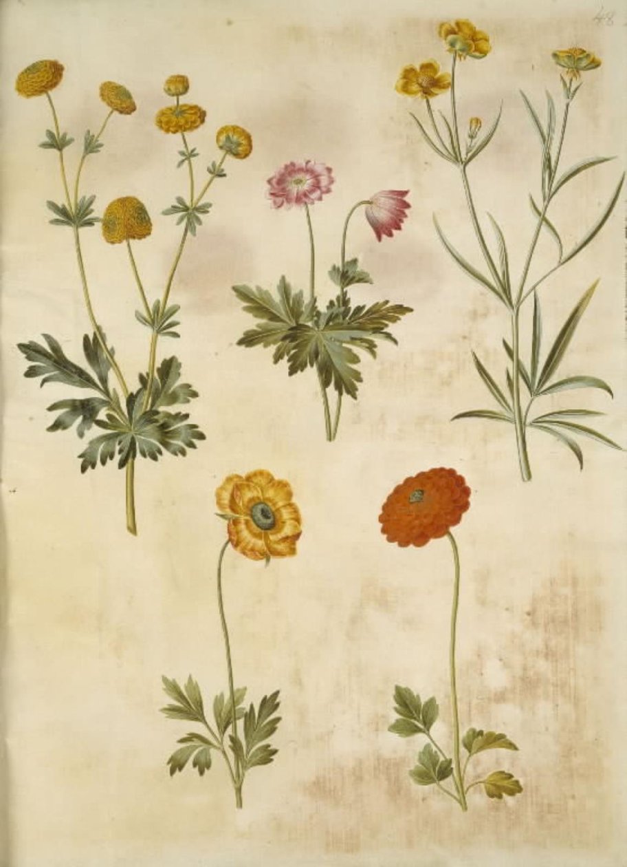 حوذان أكريس (guldknap-ranunkel) ؛ شقائق النعمان nemorosa (شقائق النعمان hvid) ؛ حوذان إليريكوس (السهوب رانكيل) ؛ حوذان اسياتيكا (have-ranunkel) بواسطة هانز سيمون هولتزبيكر