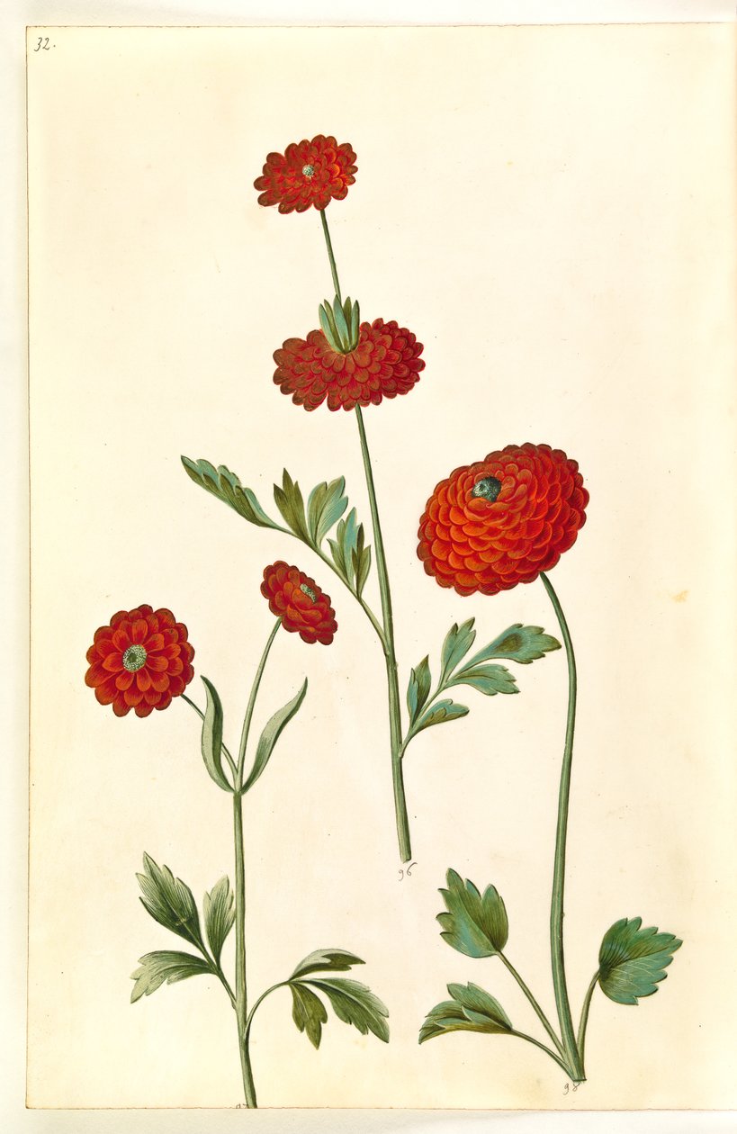 حوذان اسياتيكا (have-ranunkel) بواسطة هانز سيمون هولتزبيكر