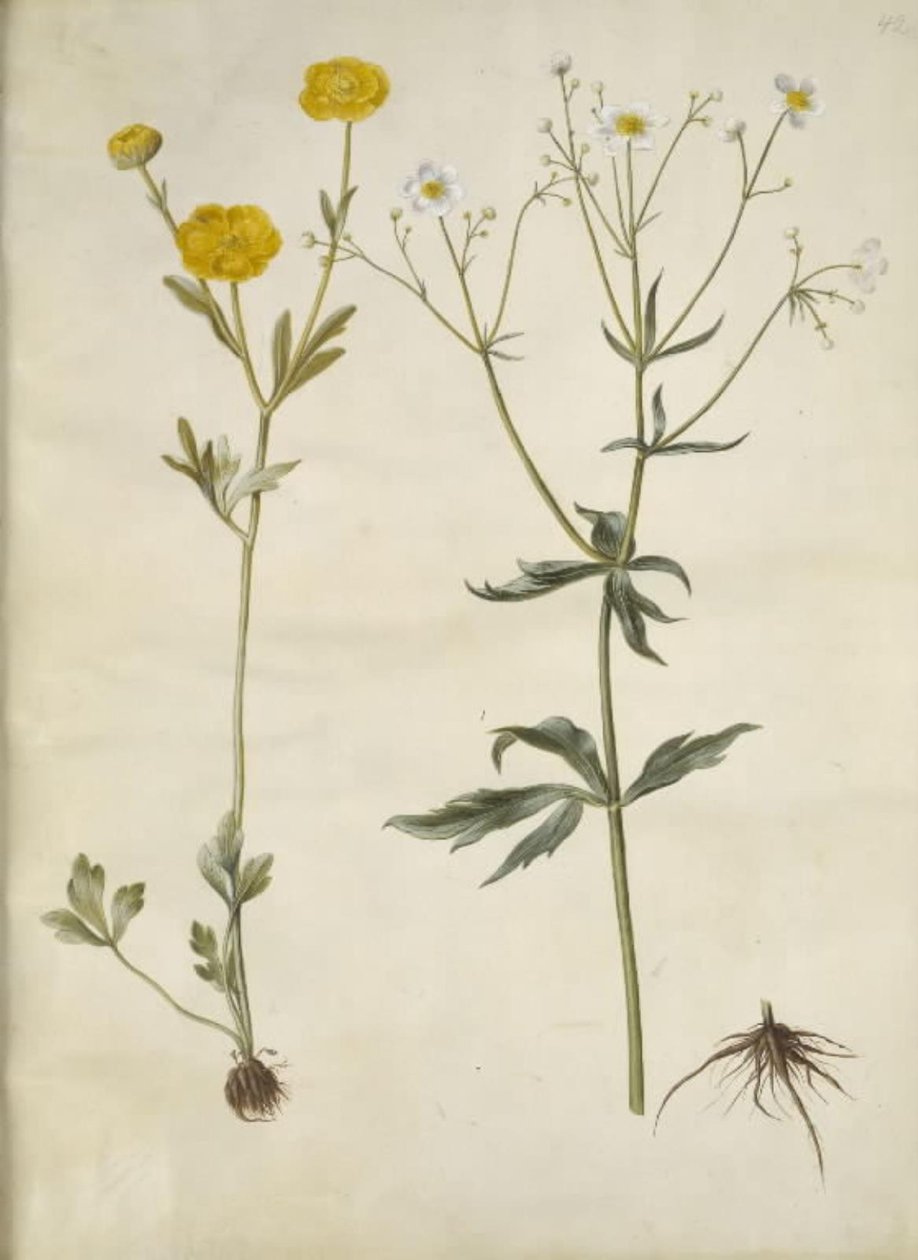 حوذان monspeliacus (حوذان حرير) ؛ Ranunculus aconitifolius (Ranunculus aconitifolius) بواسطة هانز سيمون هولتزبيكر