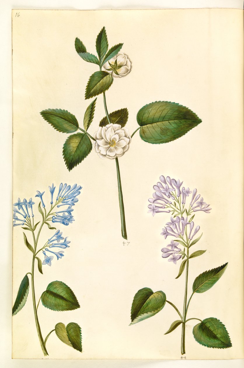 روزا (؟) (روز) ؛ Syringa vulgaris (حميض شائع) بواسطة هانز سيمون هولتزبيكر
