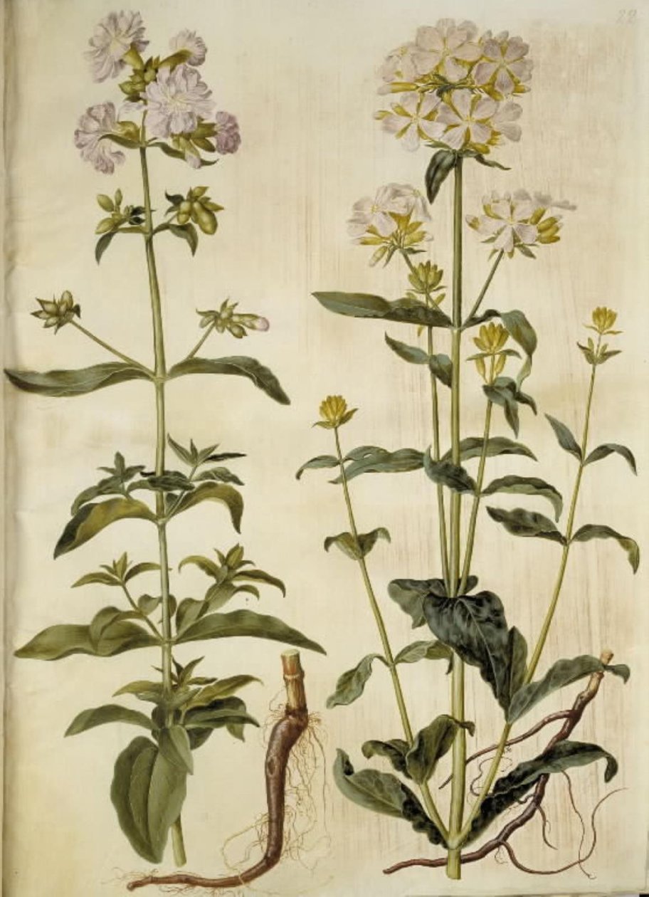 Saponaria officinalis (عشبة الصابون الشائعة) بواسطة هانز سيمون هولتزبيكر