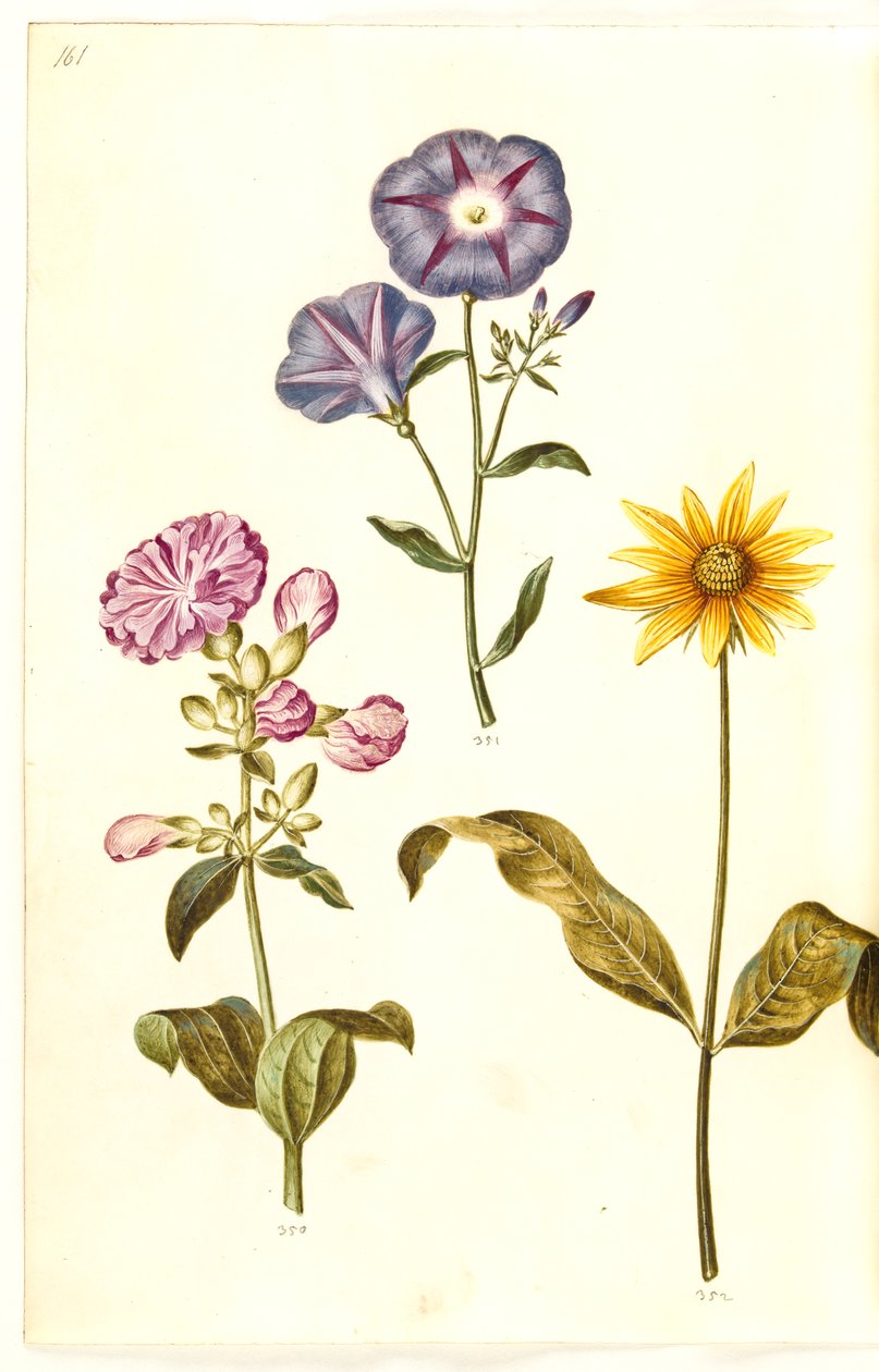 Saponaria officinalis (عشبة الصابون الشائعة) ؛ اللبلاب ثلاثية الألوان (تنورة البكر) ؛ Helianthus (؟) (أنواع عباد الشمس) بواسطة هانز سيمون هولتزبيكر