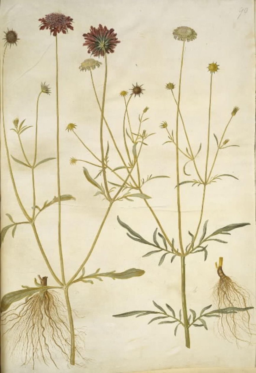 الجرب أتروبوربوريا (إنكيبلومست) ؛ Scabiosa columbaria (two-skabiose) بواسطة هانز سيمون هولتزبيكر