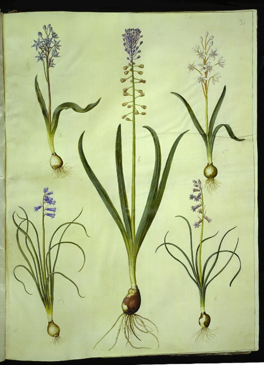 سيلا بيفوليا (سيلا ذات ورقتين) ؛ مسكاري كوموسوم (الغسق صفير) ؛ Brimeura amethystina (صفير البرانس) بواسطة هانز سيمون هولتزبيكر