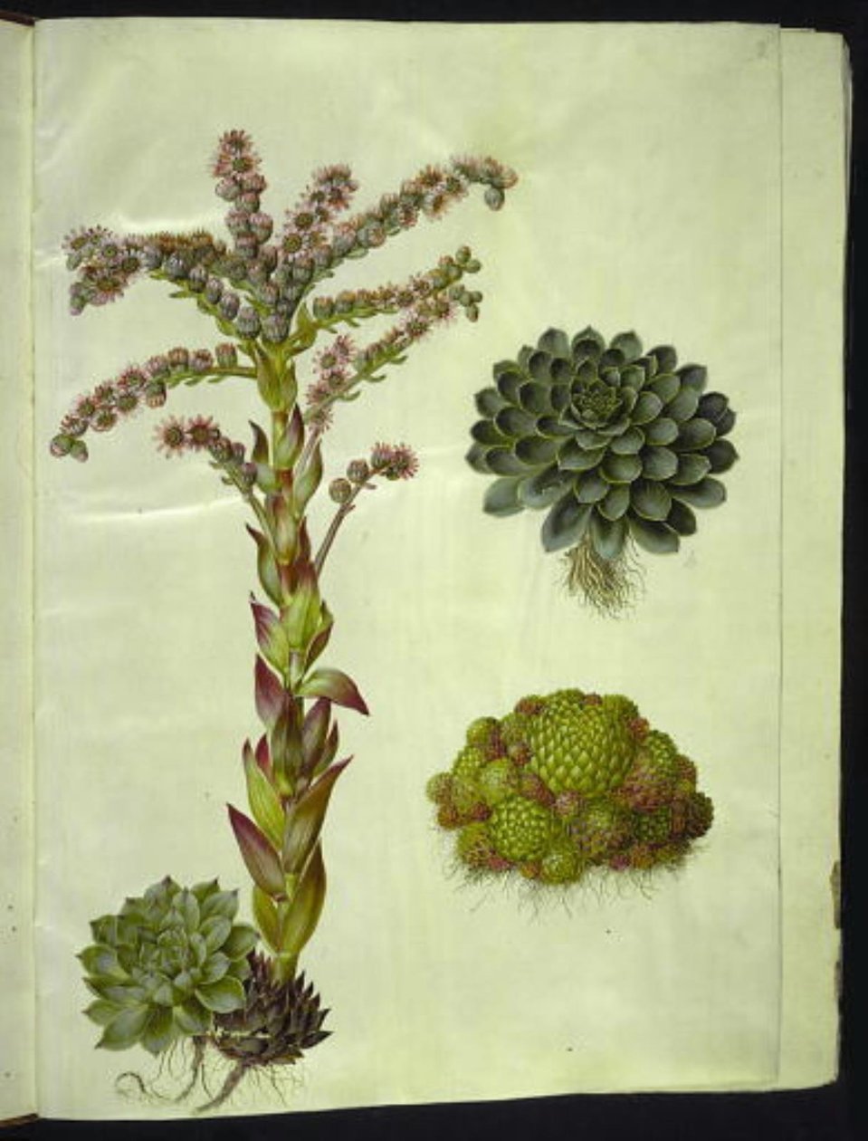 أسطح أبدية (almindelig husløg) ؛ جبل دائم الخضرة (بيرغ-هسلوج) بواسطة هانز سيمون هولتزبيكر