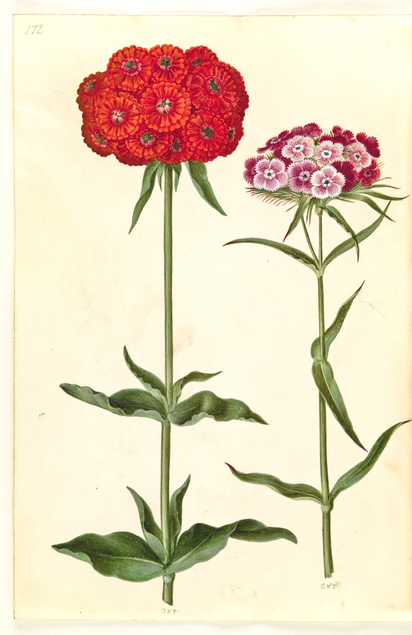سيلين كالسيدونيكا (الحب المحترق) ؛ Dianthus barbatus (قرنفل الطالب) بواسطة هانز سيمون هولتزبيكر