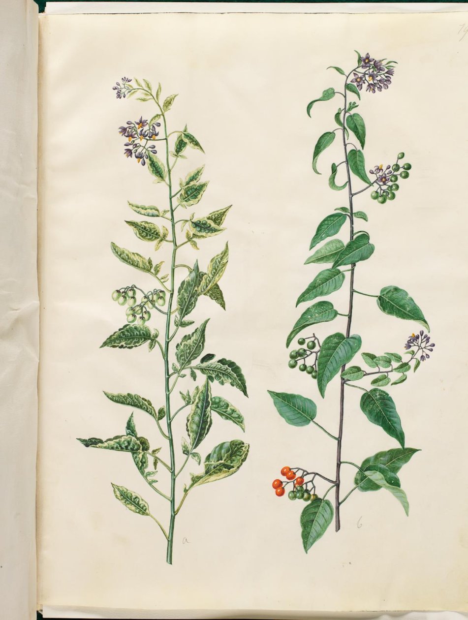 Solanum dulcamara (الباذنجان الحلو والمر) بواسطة هانز سيمون هولتزبيكر