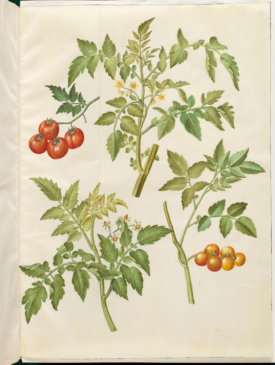 طماطم Solanum (طماطم المينديليج) بواسطة هانز سيمون هولتزبيكر