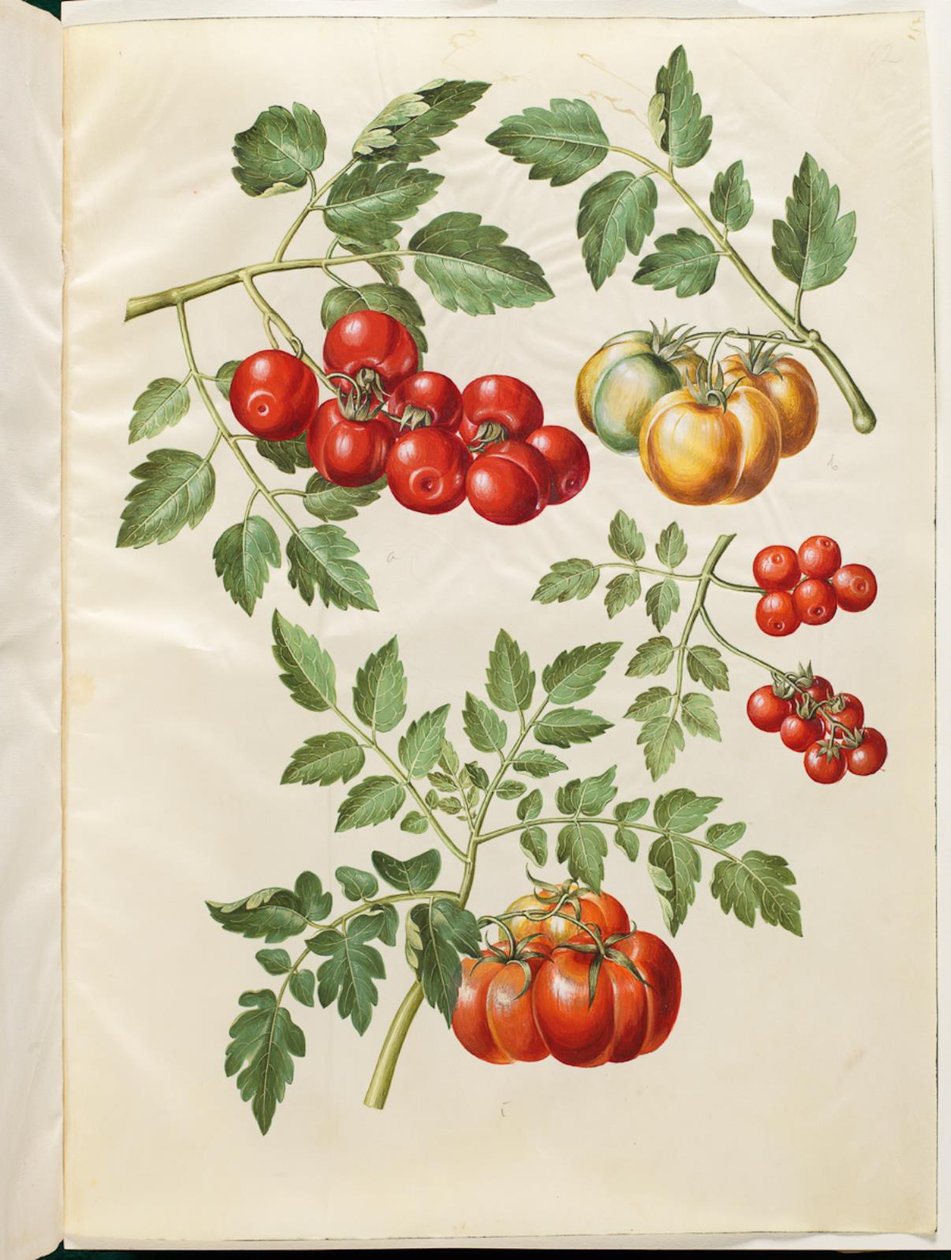 Solanum lycopersicum L. (almindelig tomato) بواسطة هانز سيمون هولتزبيكر