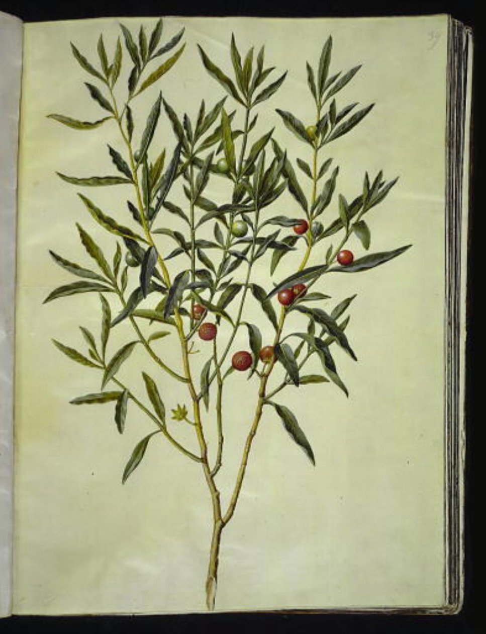 Solanum pseudocapsicum (شجرة القدس المرجانية) بواسطة هانز سيمون هولتزبيكر