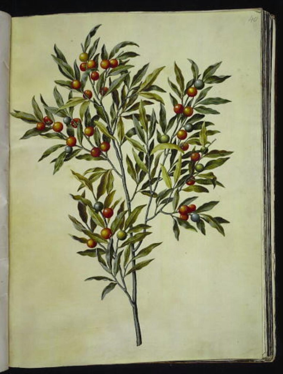 Solanum pseudocapsicum (شجرة القدس المرجانية) بواسطة هانز سيمون هولتزبيكر