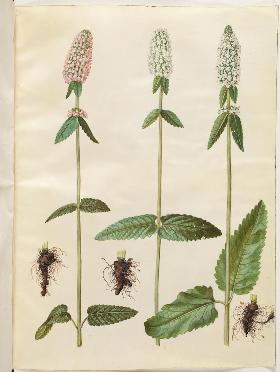 Stachys officinalis (بيتوني الطبي) بواسطة هانز سيمون هولتزبيكر