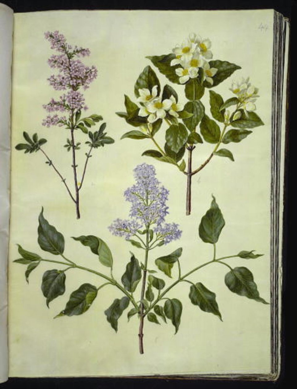سيرينجا × بيرسيكا (حميض فارسي) ؛ فيلادلفوس كوروناريوس (خشب الأنابيب العطري) ؛ Syringa vulgaris (حميض شائع) بواسطة هانز سيمون هولتزبيكر