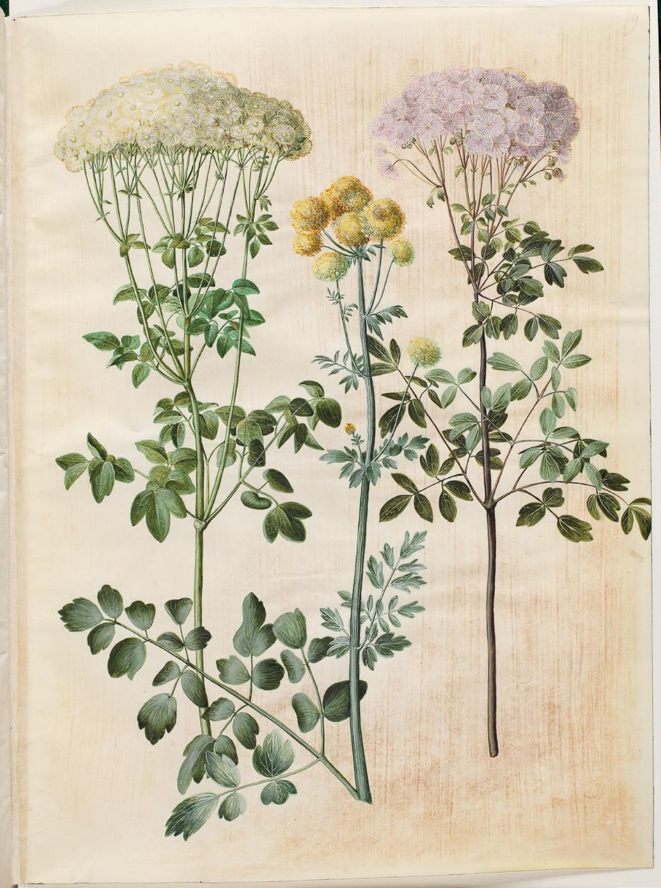 Thalictrum aquilegiifolium (نجم بذور كولومبين) ؛ Thalictrum flavum (نجمة البذرة الصفراء) بواسطة هانز سيمون هولتزبيكر