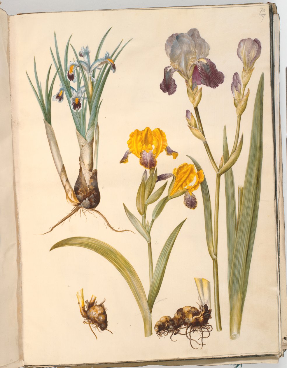 العنوان: Iris persica (قزحية فارسية) ؛ إيريس فاريغاتا (قزحية متنوعة) ؛ إيريس × سامبوسينا (رف قزحية) بواسطة هانز سيمون هولتزبيكر