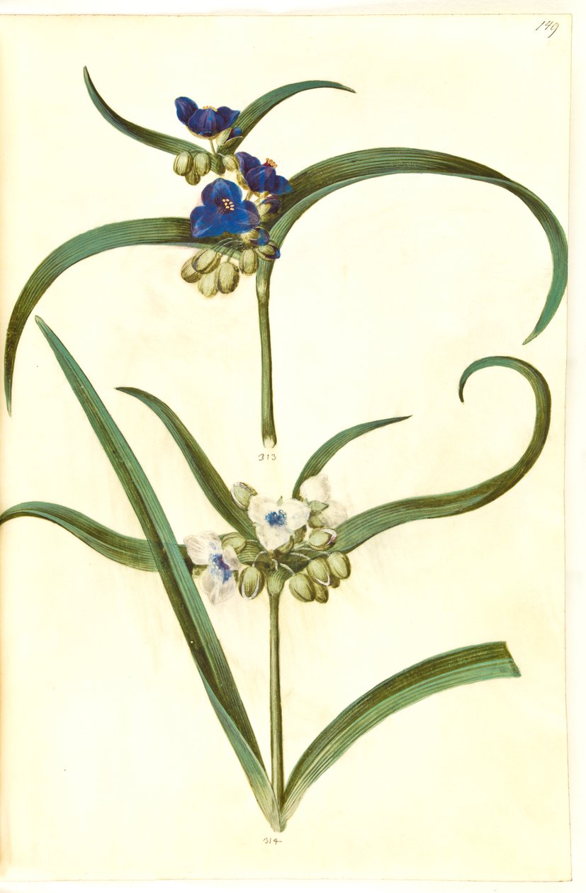 Tradescantia virginiana eller Tradescantia ohiensis (؟) (blomsterjøde) بواسطة هانز سيمون هولتزبيكر