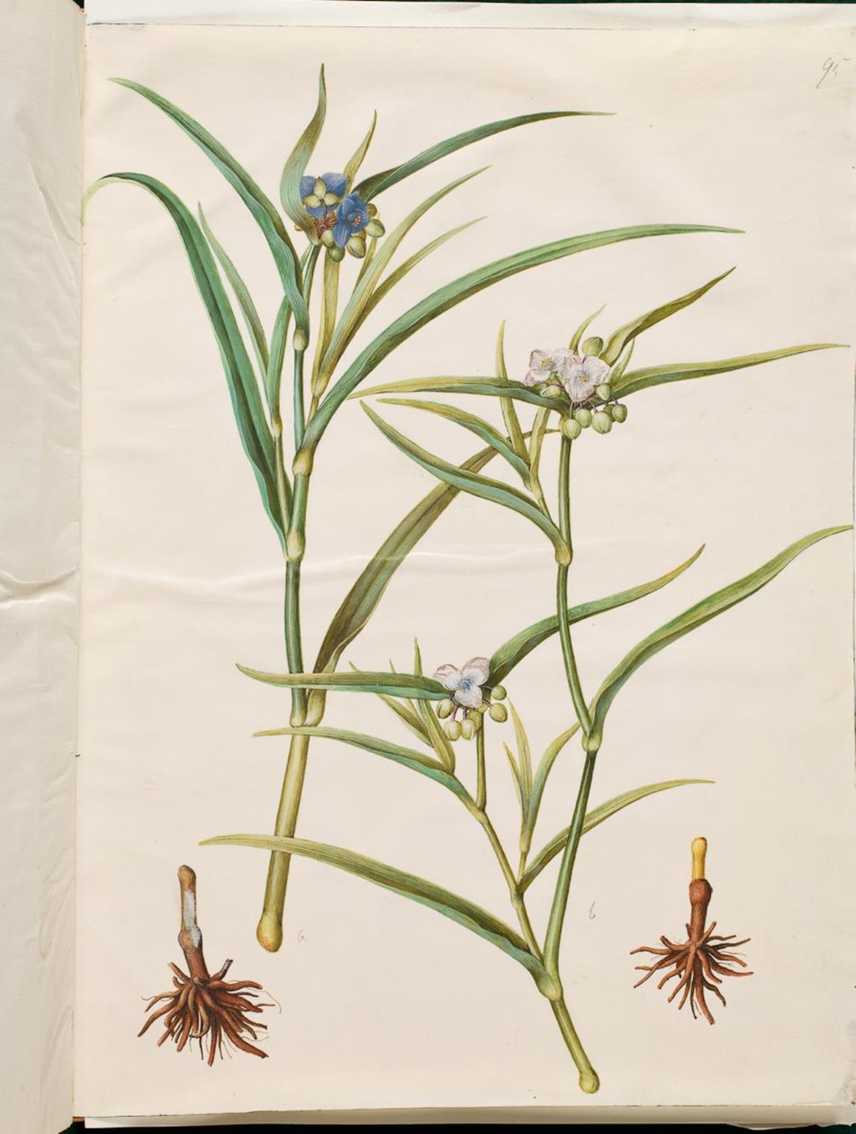 Tradescantia virginiana أو Tradescantia ohiensis (زهرة يهودية أو يهودي زهرة أوهايو) بواسطة هانز سيمون هولتزبيكر