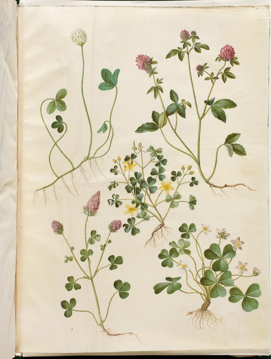 trifolium repens (البرسيم الأبيض) ؛ Trifolium pratense (البرسيم الأحمر) ؛ Oxalis corniculata (البرسيم الحامض) ؛ Trifolium incarnatum (البرسيم الدموي) ؛ Oxalis acetosella (حميض الخشب) بواسطة هانز سيمون هولتزبيكر