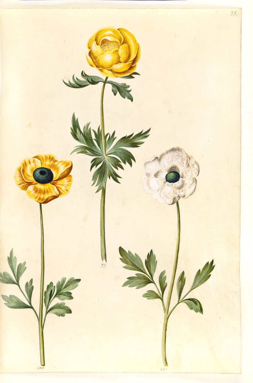 Trollius europaeus (مرج أوروبي برقوق) ؛ حوذان اسياتيكوس (حديقة الحوذان) بواسطة هانز سيمون هولتزبيكر