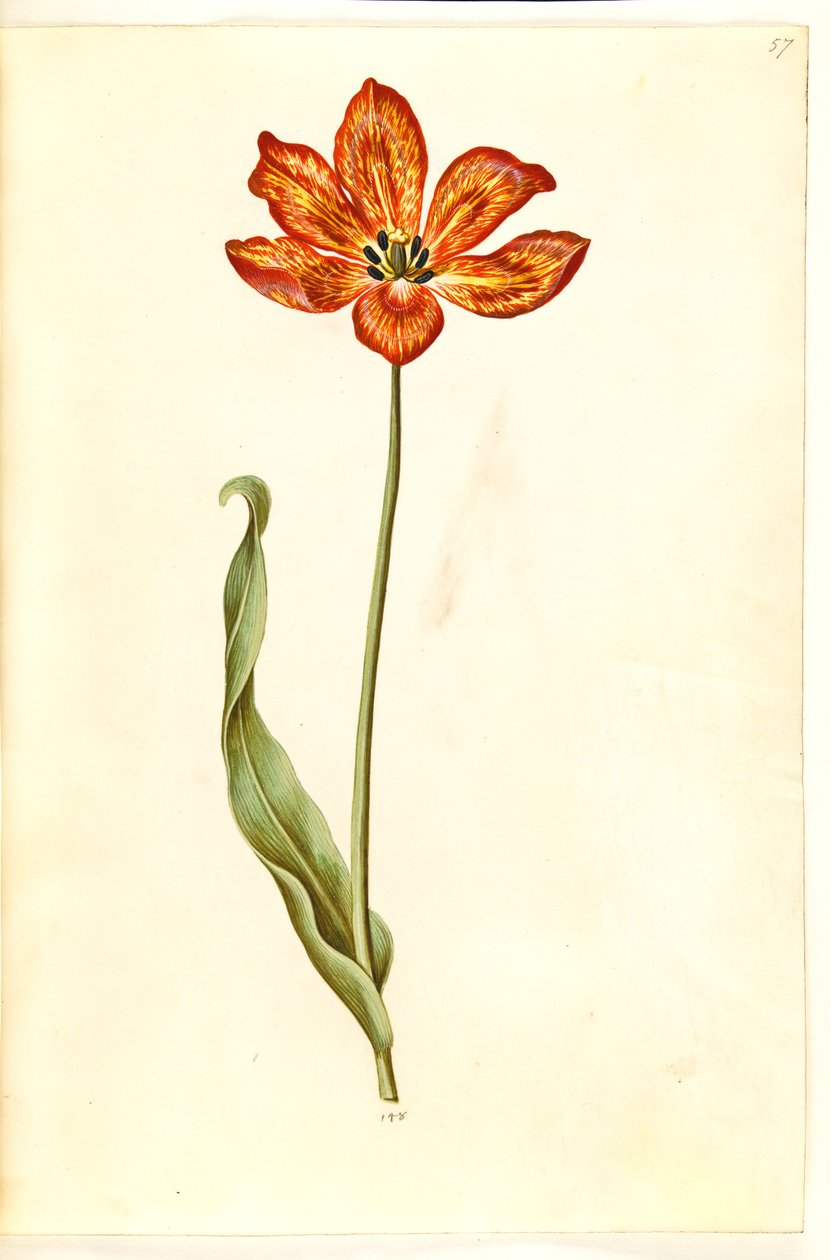 Tulipa gesneriana (have-tulipan) بواسطة هانز سيمون هولتزبيكر