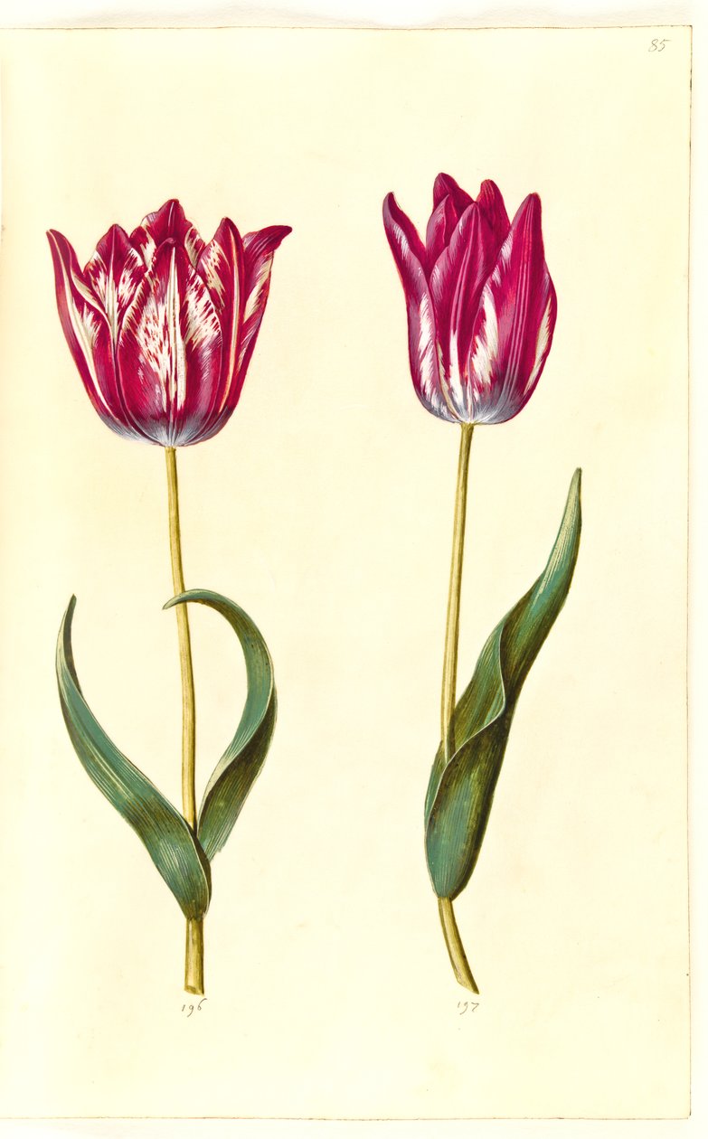 Tulipa gesneriana (have-tulipan) بواسطة هانز سيمون هولتزبيكر