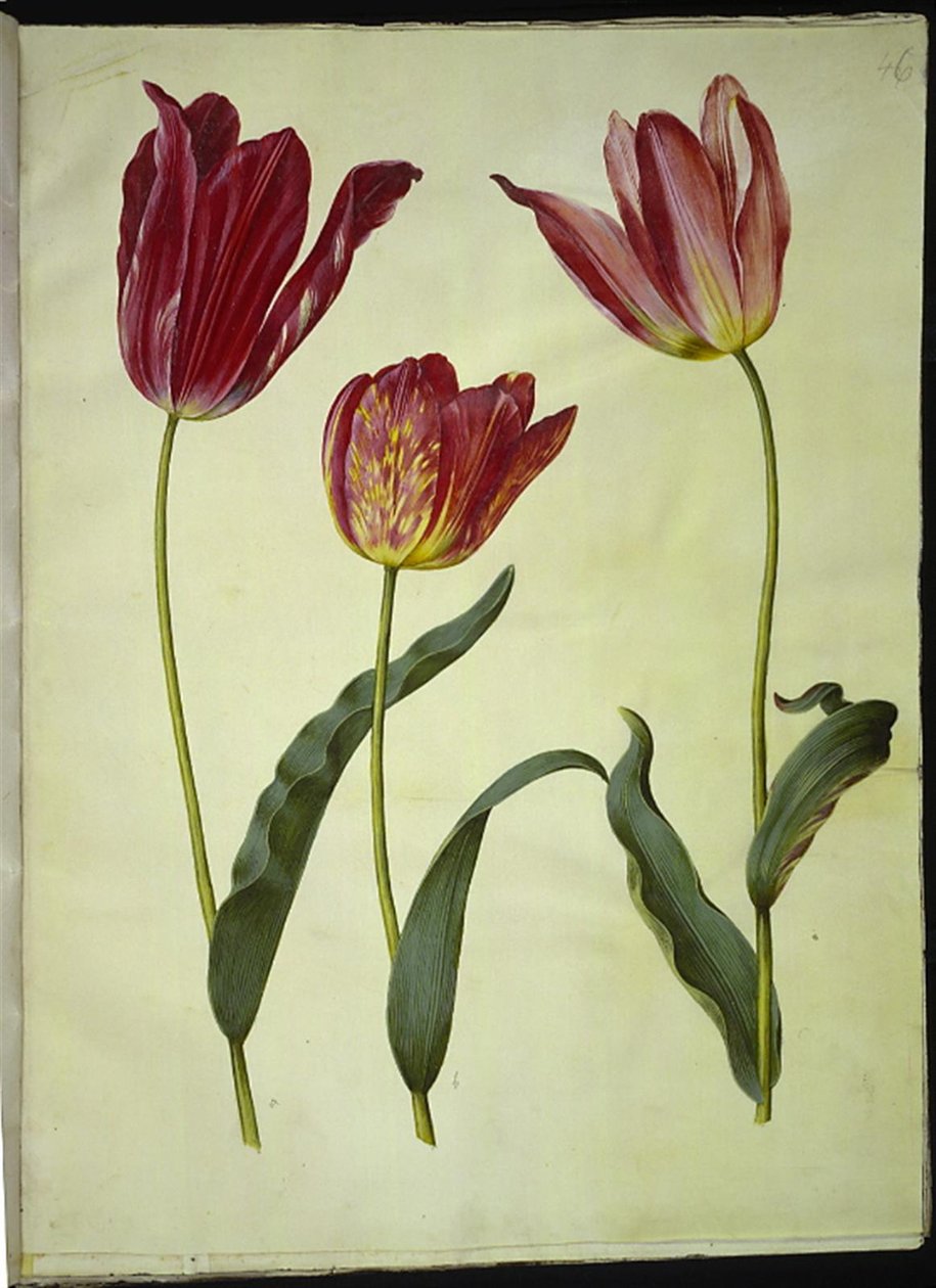 Tulipa gesneriana (have-tulipan) بواسطة هانز سيمون هولتزبيكر