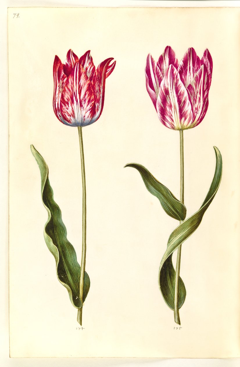 Tulipa gesneriana (have-tulipan) بواسطة هانز سيمون هولتزبيكر