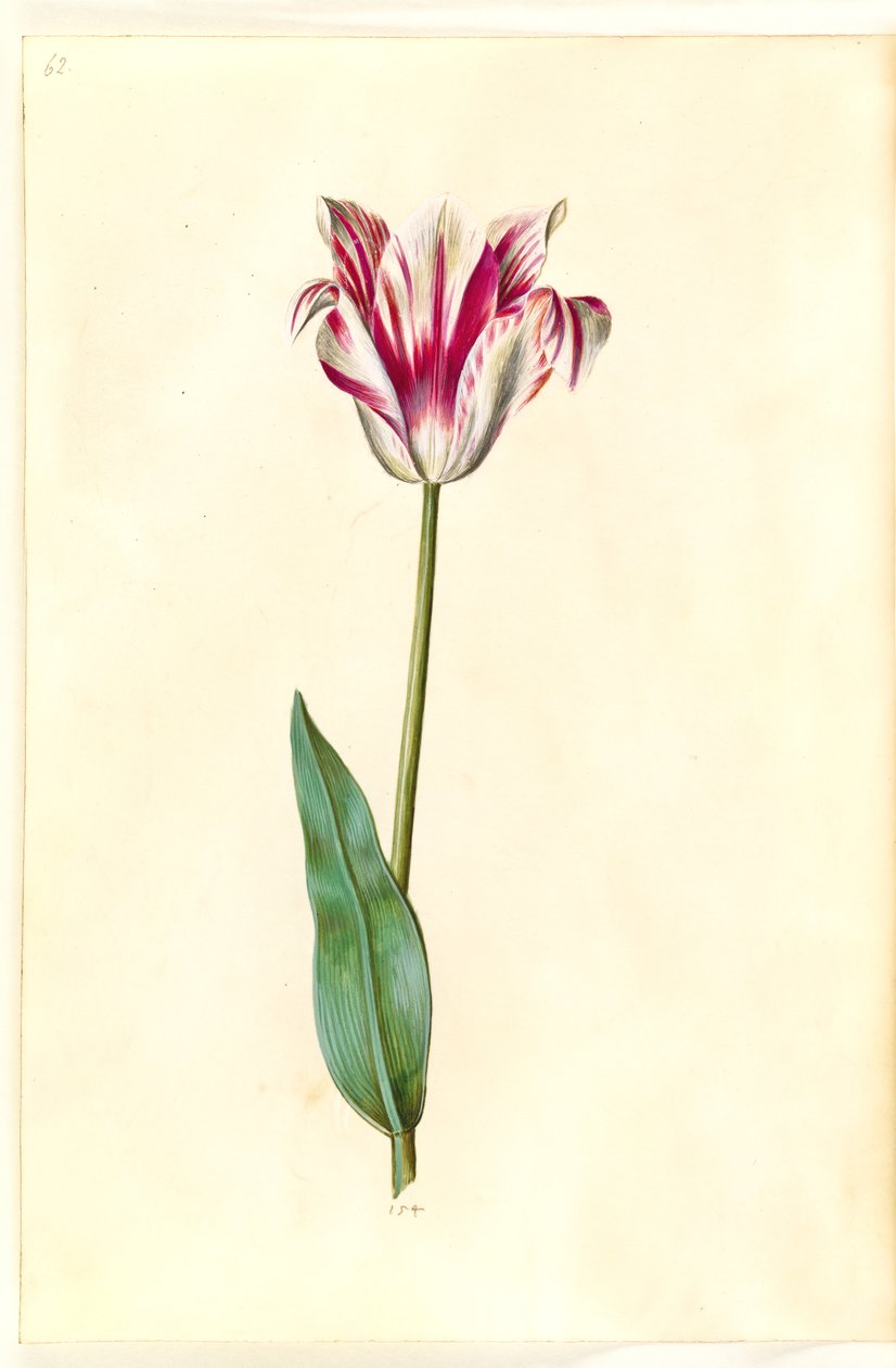Tulipa gesneriana (have-tulipan) بواسطة هانز سيمون هولتزبيكر