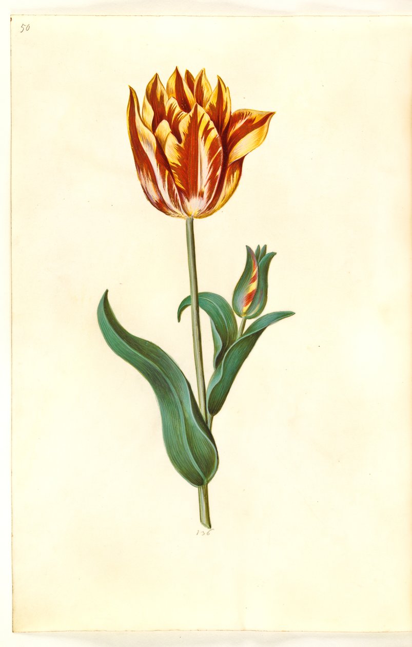 Tulipa gesneriana (have-tulipan) بواسطة هانز سيمون هولتزبيكر