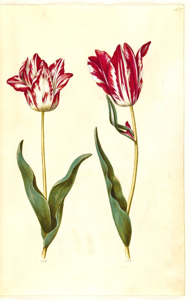 Tulipa gesneriana (have-tulipan) بواسطة هانز سيمون هولتزبيكر