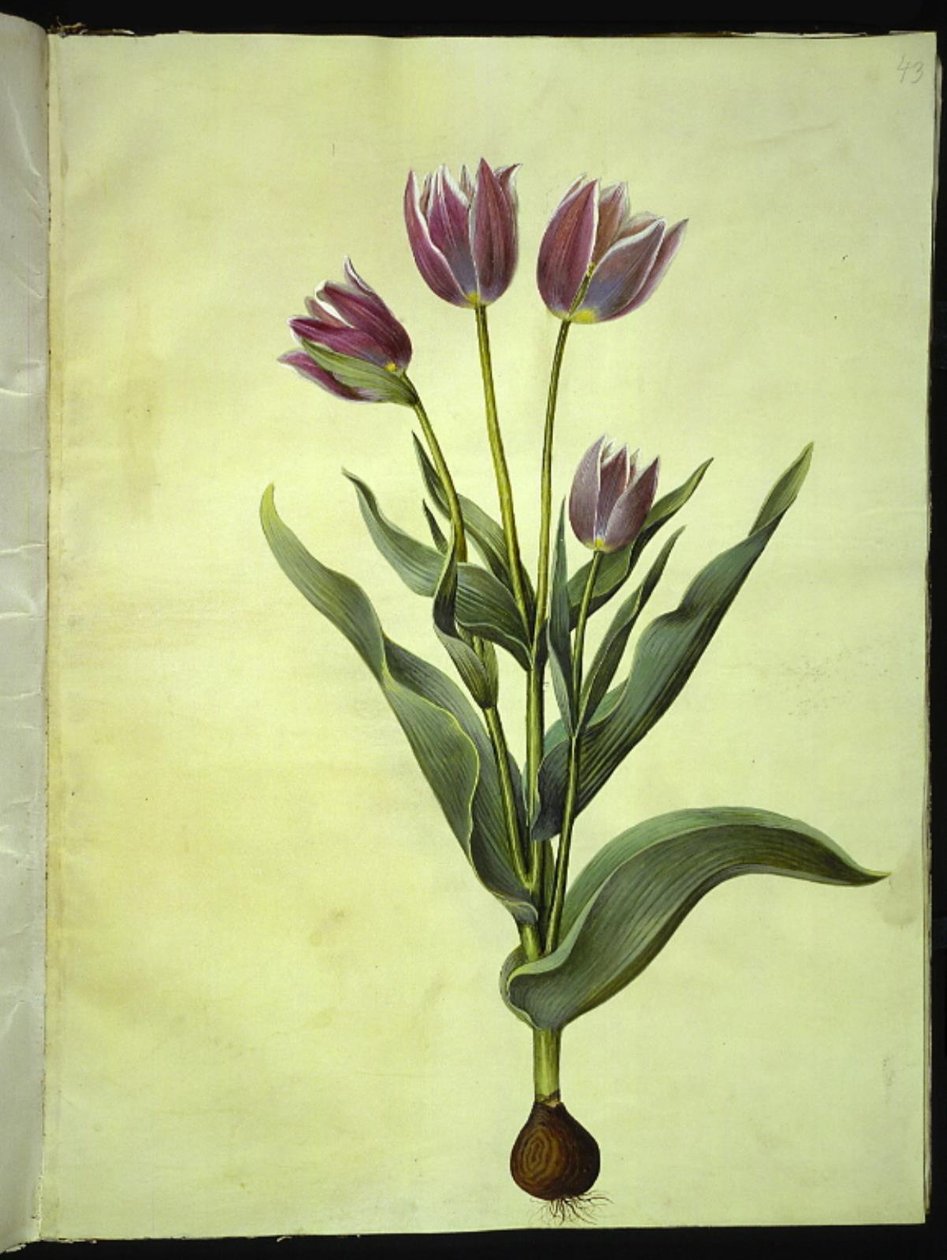 Tulipa gesneriana (have-tulipan) بواسطة هانز سيمون هولتزبيكر