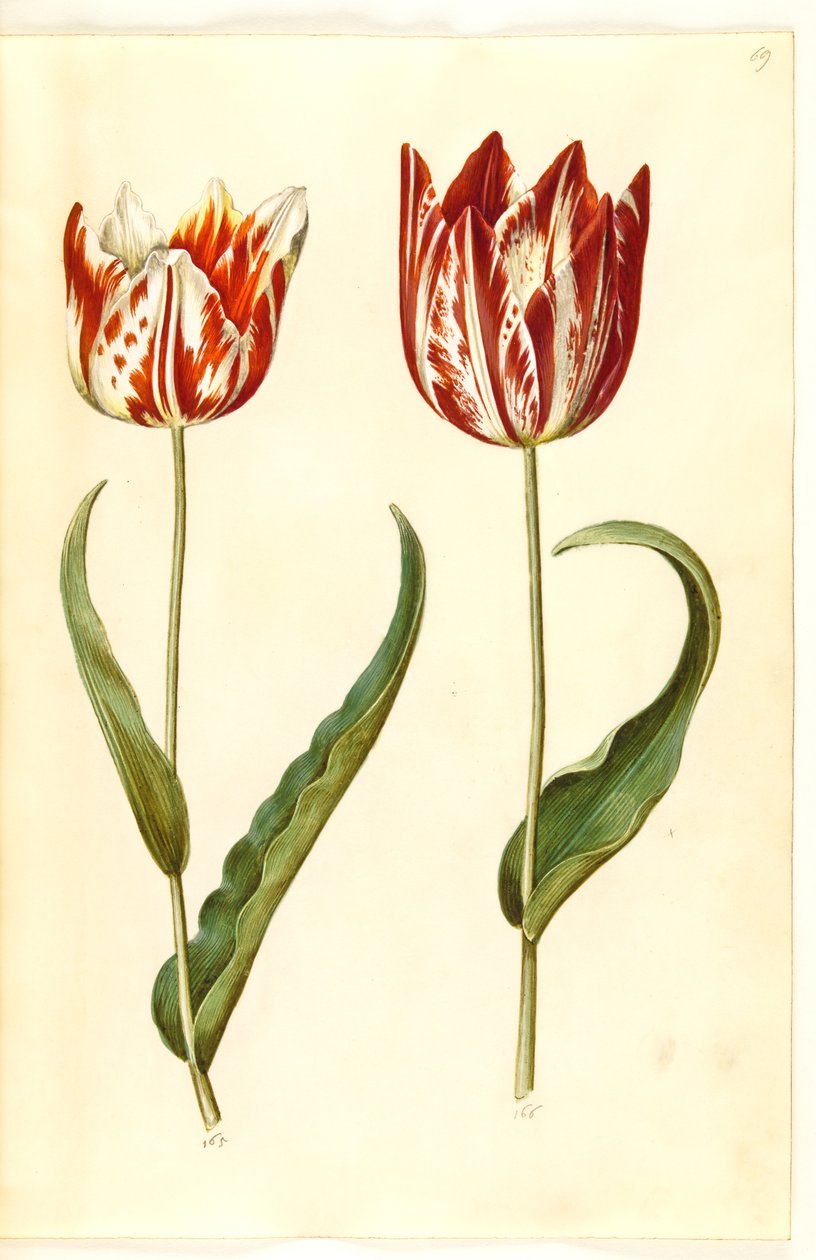 Tulipa gesneriana (have-tulipan) بواسطة هانز سيمون هولتزبيكر