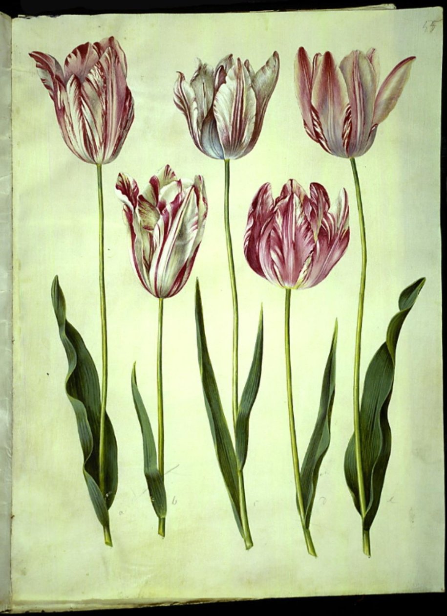Tulipa gesneriana (have-tulipan) بواسطة هانز سيمون هولتزبيكر