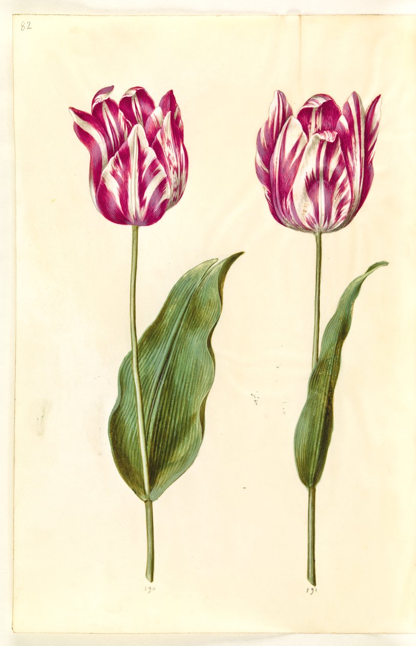 Tulipa gesneriana (have-tulipan) بواسطة هانز سيمون هولتزبيكر