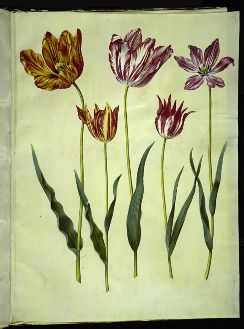 Tulipa gesneriana (have-tulipan) بواسطة هانز سيمون هولتزبيكر