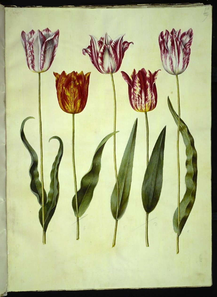 Tulipa gesneriana (have-tulipan) بواسطة هانز سيمون هولتزبيكر