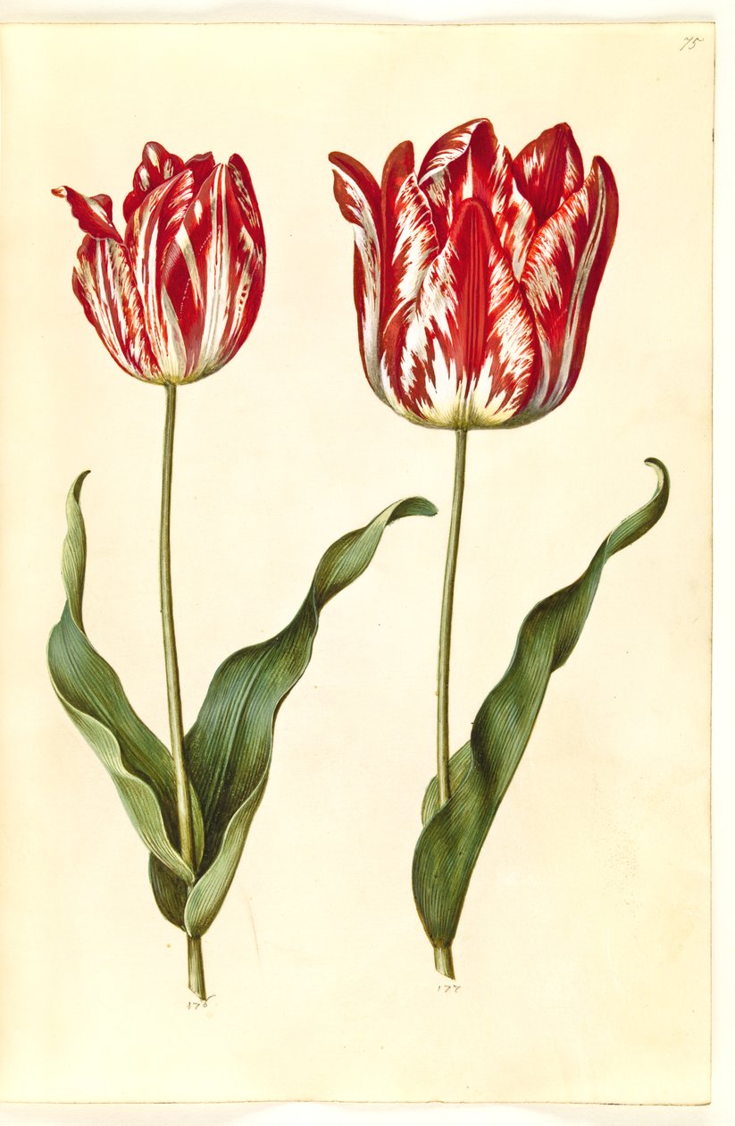 Tulipa gesneriana (have-tulipan) بواسطة هانز سيمون هولتزبيكر