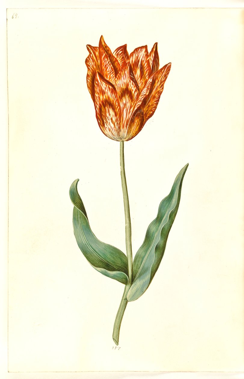 Tulipa gesneriana (have-tulipan) بواسطة هانز سيمون هولتزبيكر