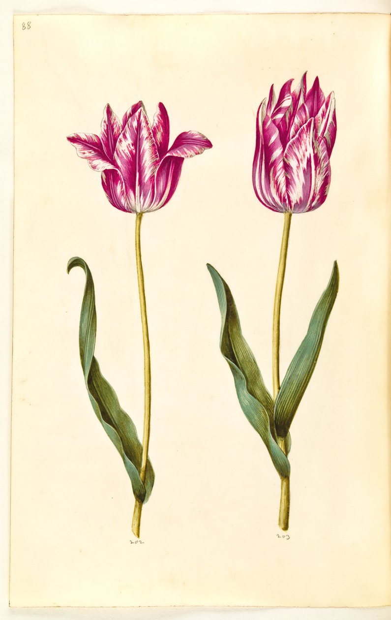 Tulipa gesneriana (have-tulipan) بواسطة هانز سيمون هولتزبيكر