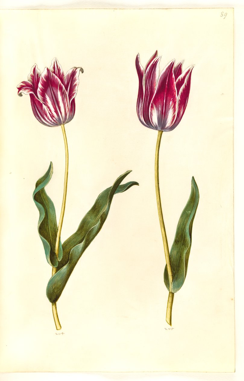 Tulipa gesneriana (have-tulipan) بواسطة هانز سيمون هولتزبيكر