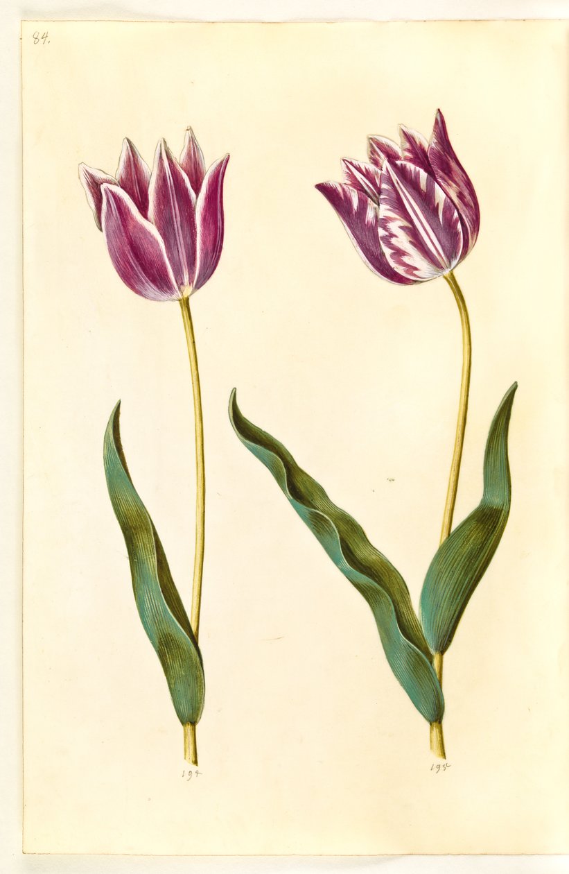 Tulipa gesneriana (have-tulipan) بواسطة هانز سيمون هولتزبيكر