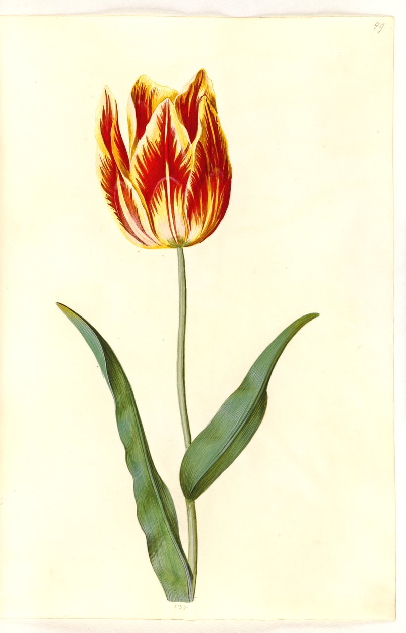 Tulipa gesneriana (have-tulipan) بواسطة هانز سيمون هولتزبيكر